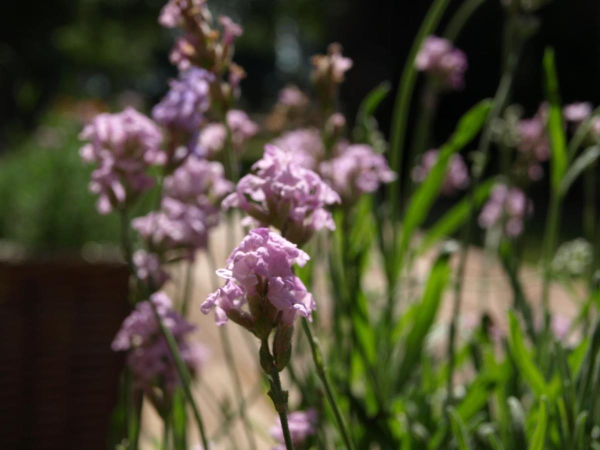 Lichtervelde Rosy Garden In The Winterヴィラ エクステリア 写真